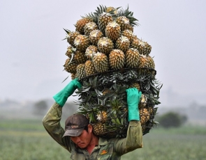 Agricultural exports grow steadily