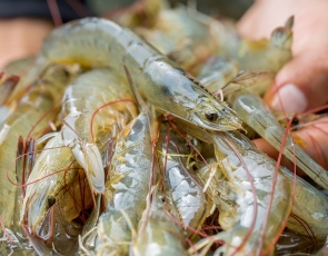 Sustainable development of shrimp farming in the Mekong Delta