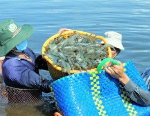 Seafood exports expected to recover in 2024