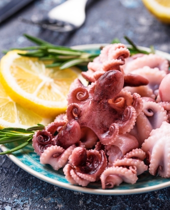 Squid - Octopus