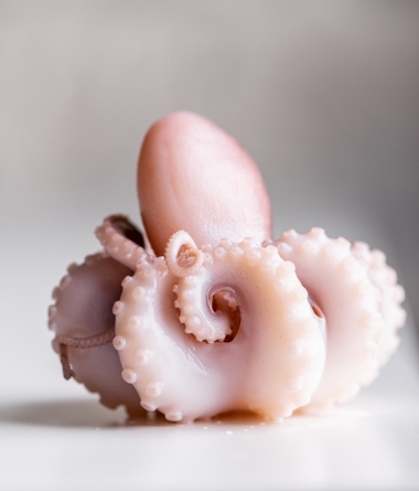 Octopus