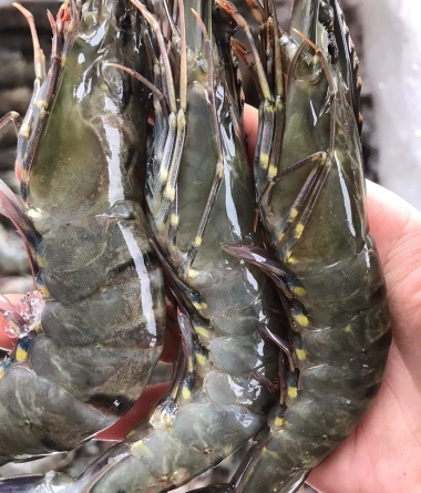 Black Tiger Shrimp