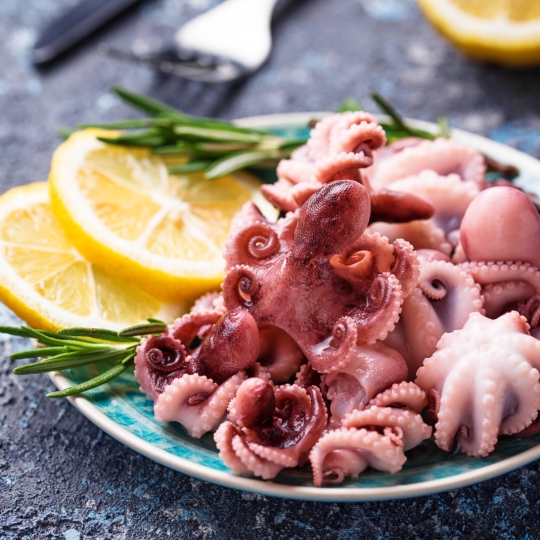 Squid - Octopus