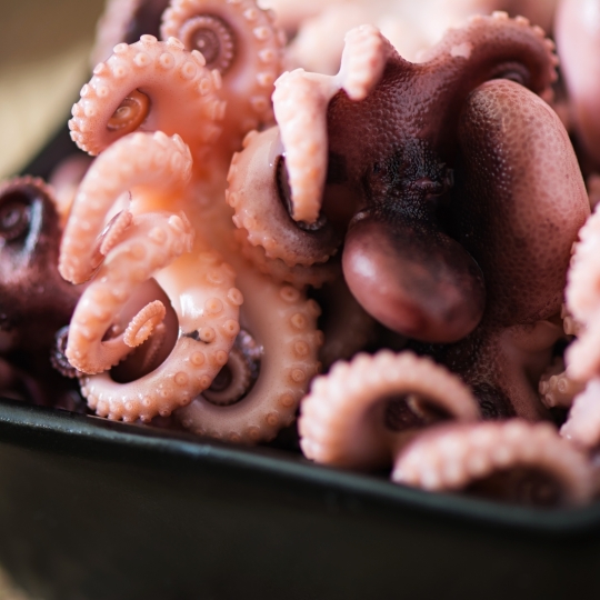 Squid - Octopus