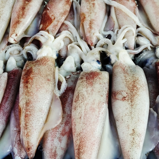 Squid - Octopus