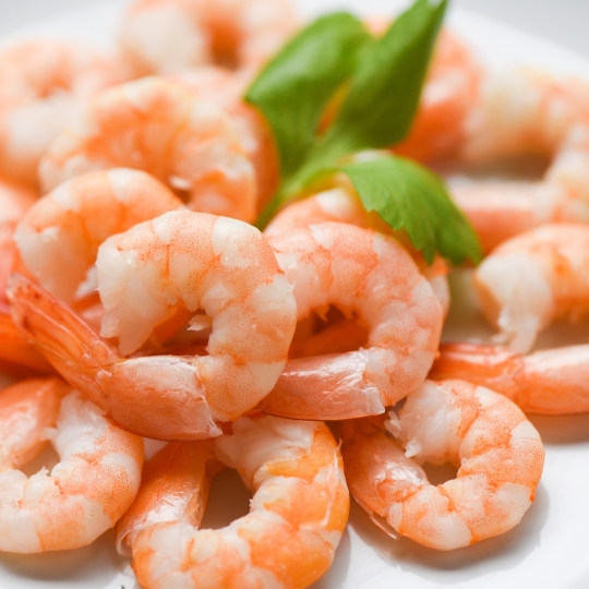 shrimp