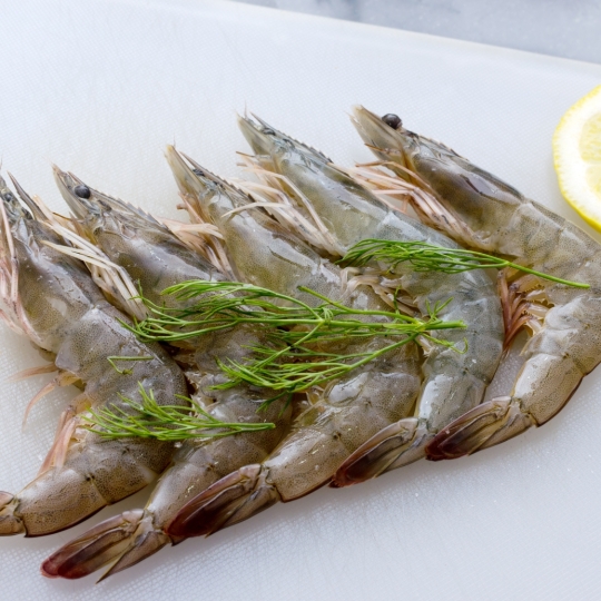 shrimp