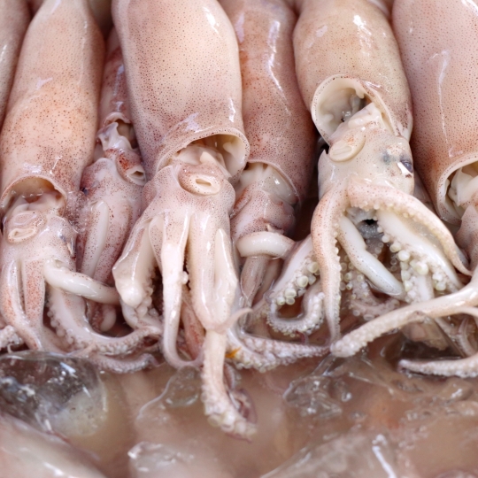 Squid - Octopus