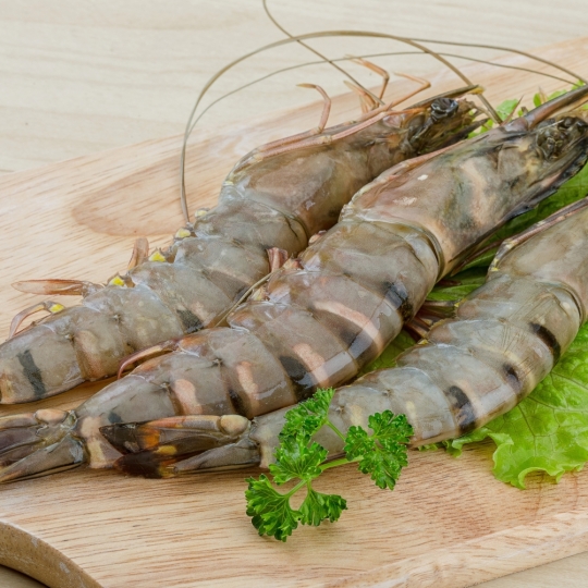 shrimp
