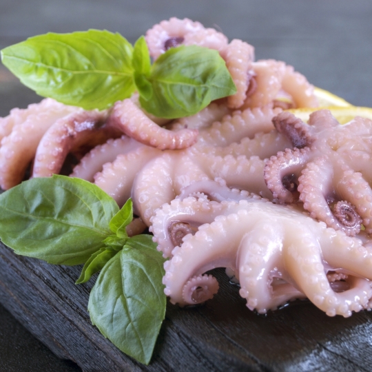 Squid - Octopus