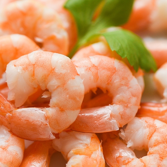shrimp